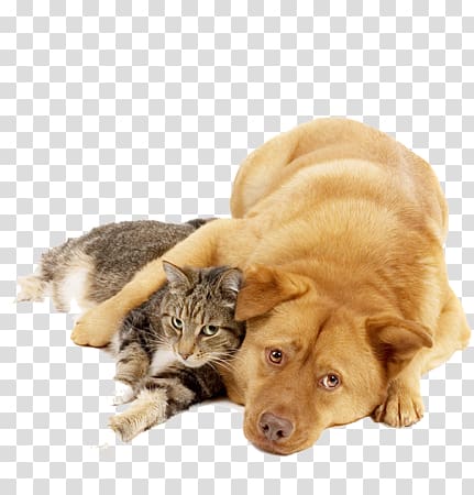 Cat Dog Veterinarian Animal shelter Desktop , Cat transparent background PNG clipart