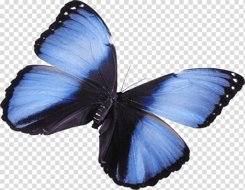 Butterfly Attacus atlas , Beautiful blue butterfly transparent background PNG clipart