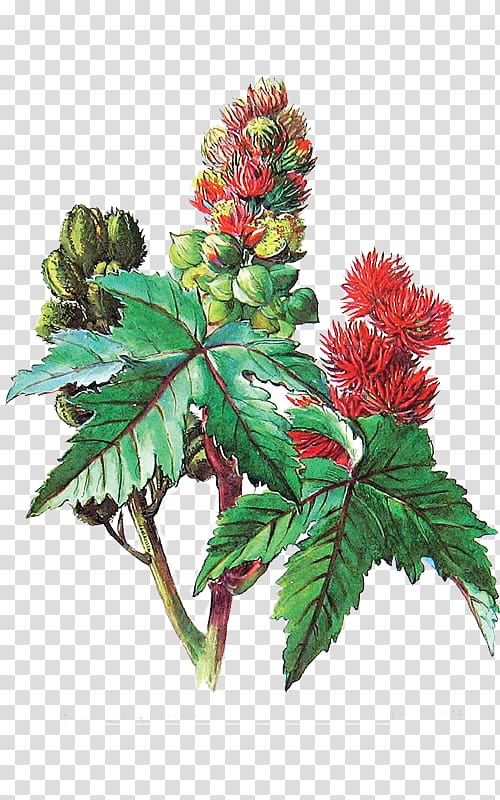 Ricinus Castor oil Medicinal plants, oil transparent background PNG clipart