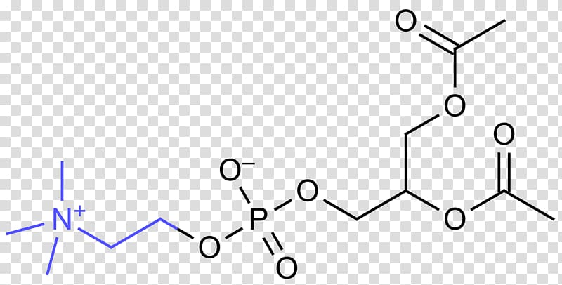 Phosphatidylcholine Omega-3 fatty acid Lysine Dietary supplement, ester transparent background PNG clipart