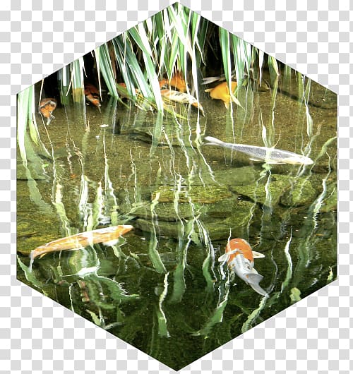 Koi Fish pond Ecosystem Aquatic Plants, Aquatic plants transparent background PNG clipart