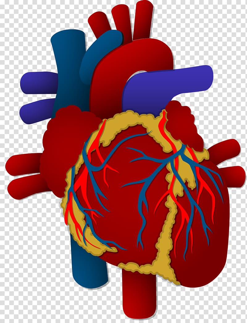 Organ Heart Human body Cardiovascular disease, heart transparent background PNG clipart