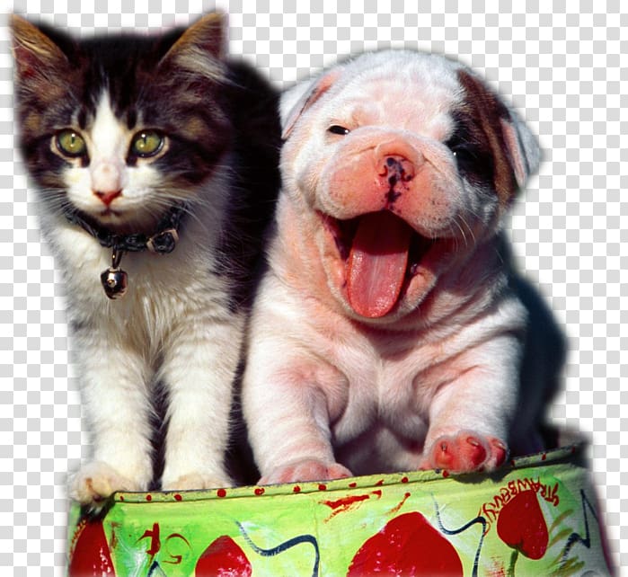 Dog–cat relationship Humour, Cat transparent background PNG clipart