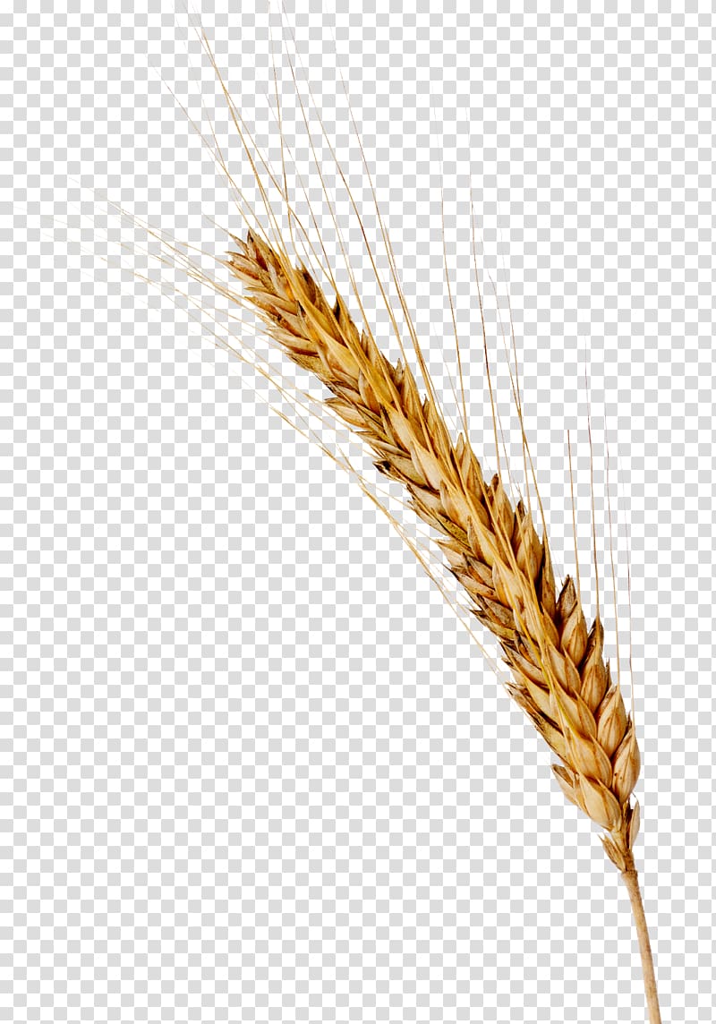 brown wheat illustration, Beer Spelt Barley Ear Cereal, barley transparent background PNG clipart