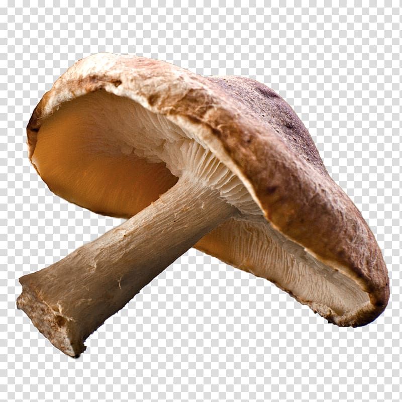 Shiitake Edible mushroom Common mushroom Fungus, mushrooms transparent background PNG clipart