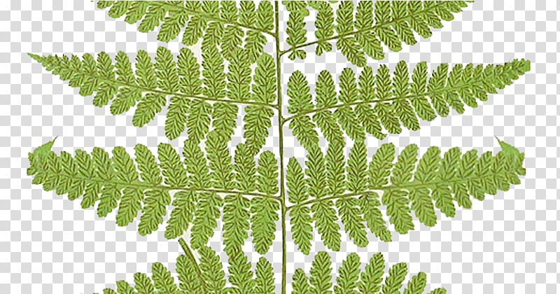 Frond Fern Portable Network Graphics Vascular plant, leaf transparent background PNG clipart