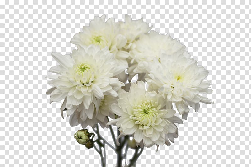 Chrysanthemum Cut flowers Flower bouquet Dahlia, lilac flower transparent background PNG clipart