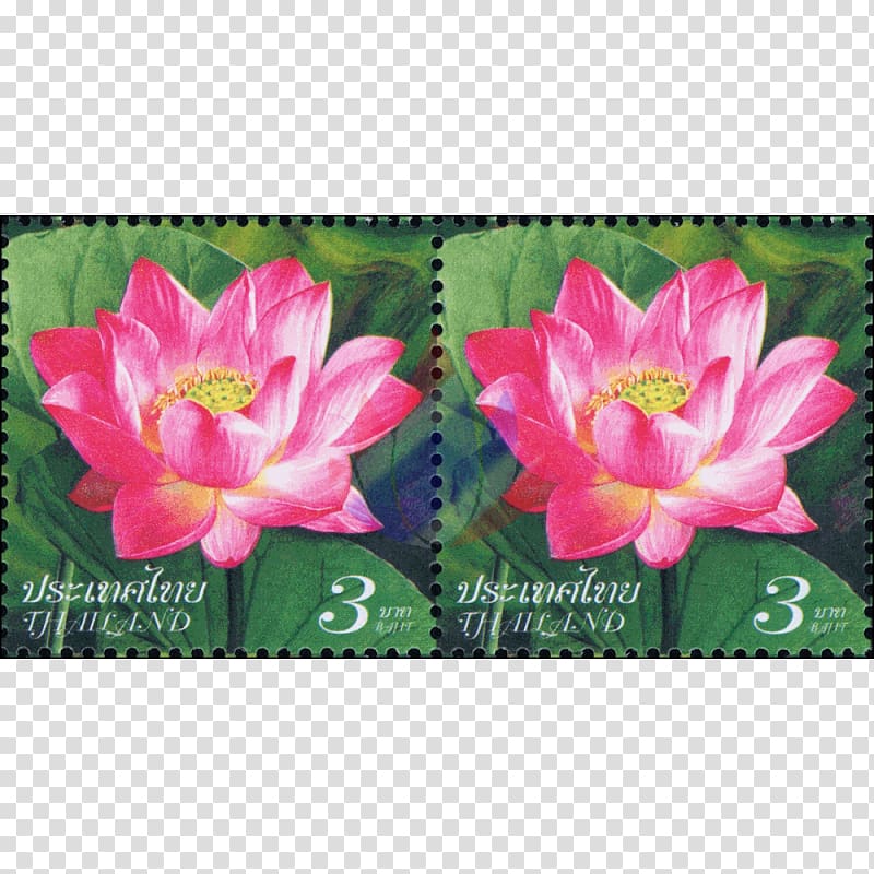 Lilies MTN Group Lilium Lotus-m Family, nelumbo transparent background PNG clipart