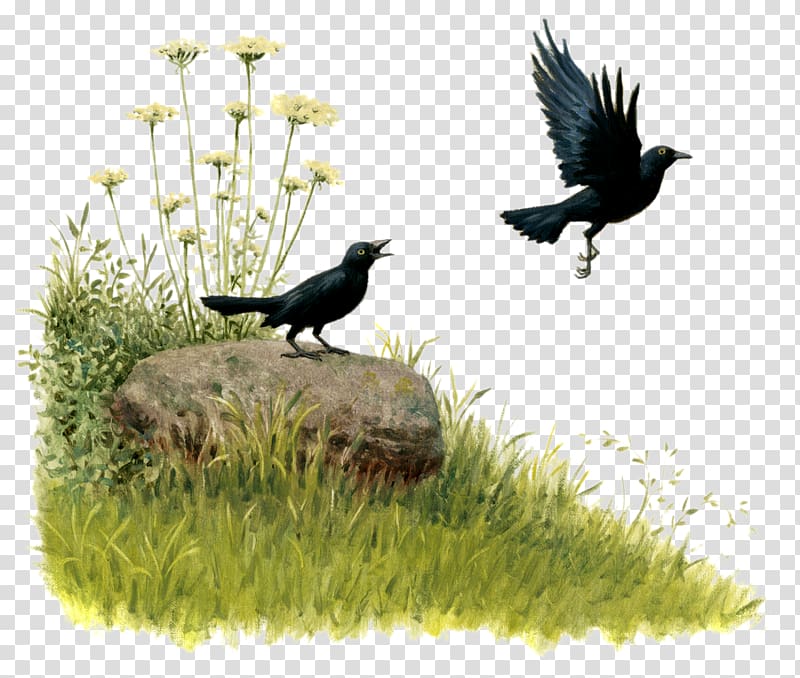 Common blackbird Beak Qur\'an Passerine, Bird transparent background PNG clipart