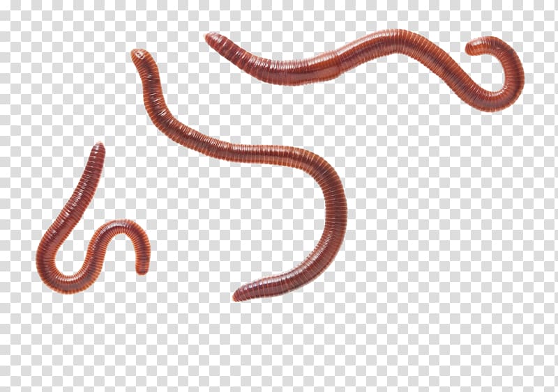 Worms transparent background PNG clipart