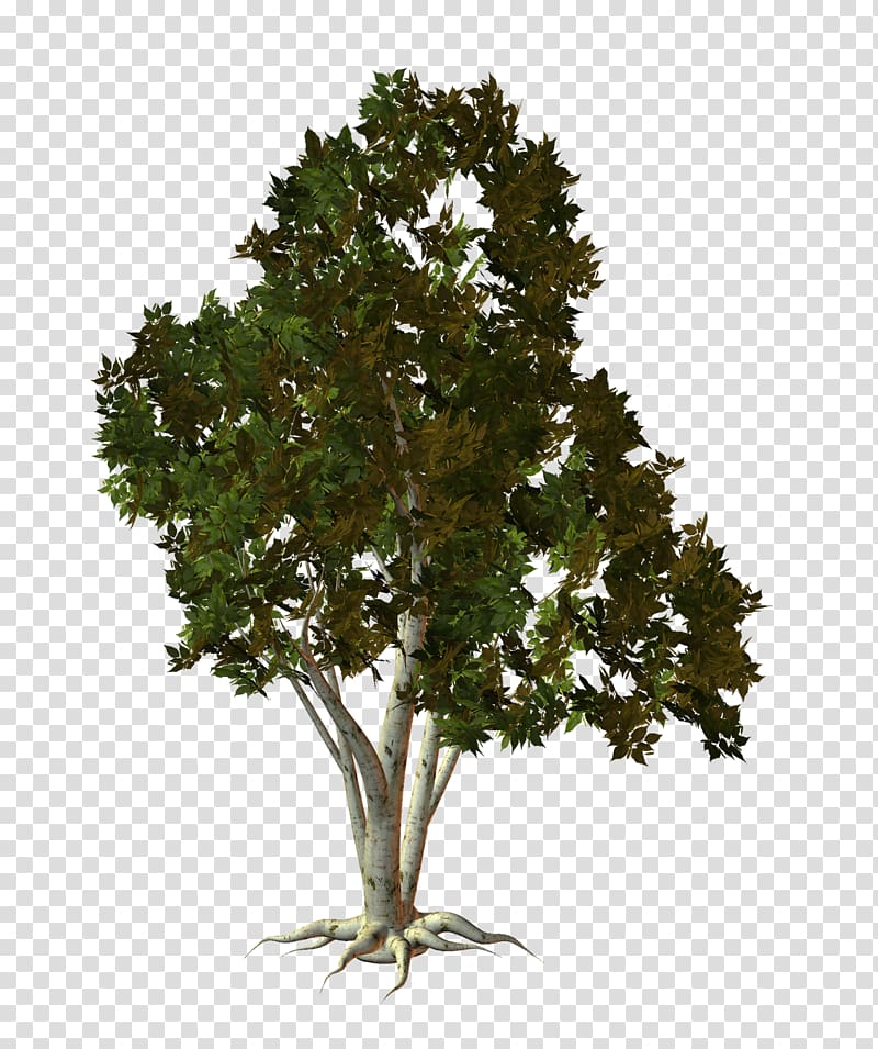 Tree Oak Shrub Plant, tree transparent background PNG clipart