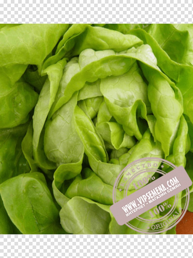 Vegetable Salad Greens Tarragon Butterhead lettuce, vegetable transparent background PNG clipart