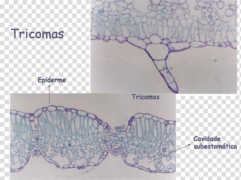 Epidermis Trichome Leaf Abaksiaalsus Anatomy, Leaf transparent background PNG clipart