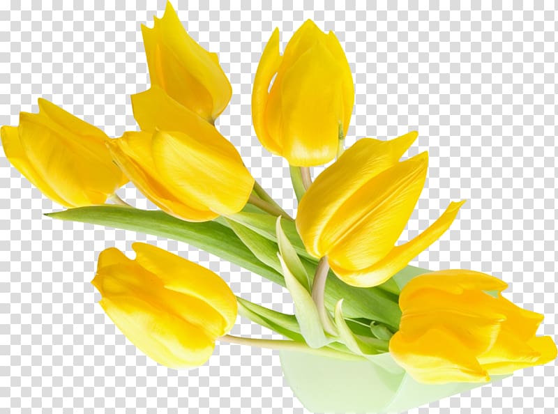 Indira Gandhi Memorial Tulip Garden Flower Yellow Desktop , yellow background transparent background PNG clipart