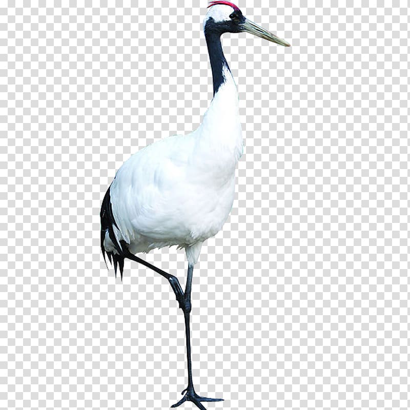 red-crowned crane transparent background PNG clipart