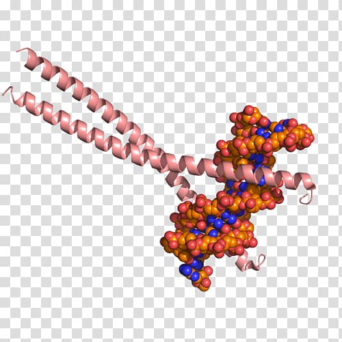 CEBPB Ccaat-enhancer-binding proteins Histone acetyltransferase CEBPA Structure, Bzip Domain transparent background PNG clipart