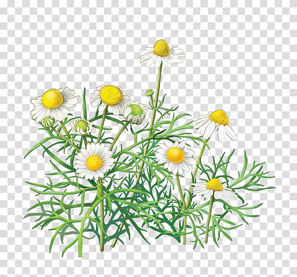 daisy flowers illustration, Chamomile Flower, Camomile transparent background PNG clipart