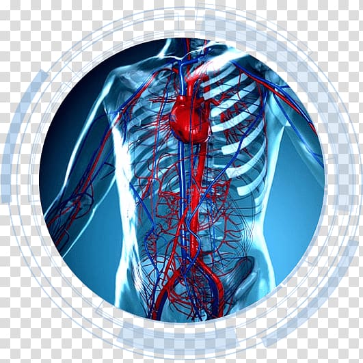 Circulatory system Heart Anatomy Human body Cardiovascular disease ...