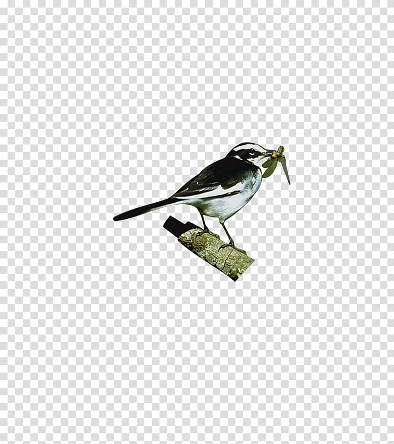 Hummingbird Sparrow Parrot Black swan, Prey standing on the branches of a sparrow transparent background PNG clipart