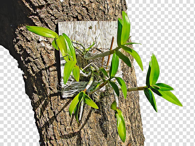 Tree Orchids Plant Orchis Orchidea, plant transparent background PNG clipart