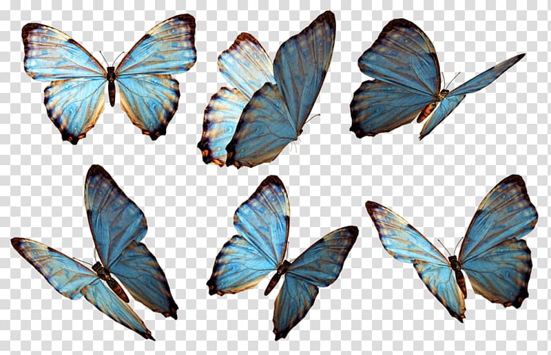 six blue butterflies, Butterflies Group Blue transparent background PNG clipart