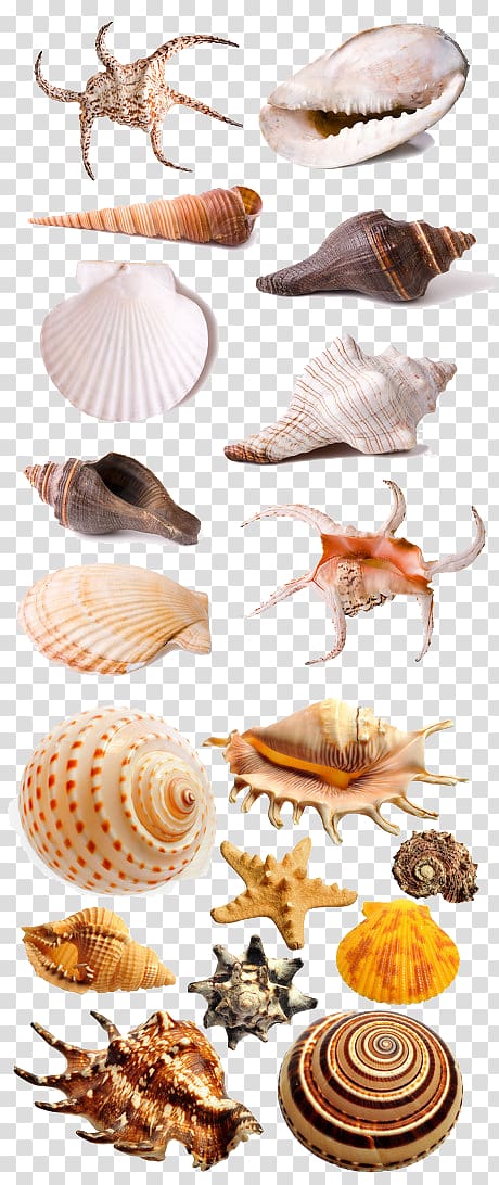 assorted shells, Seafood Seashell , shell transparent background PNG clipart