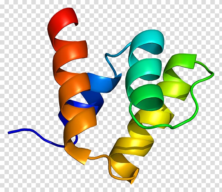 PIAS1 SUMO protein STAT1 Ubiquitin ligase, others transparent background PNG clipart