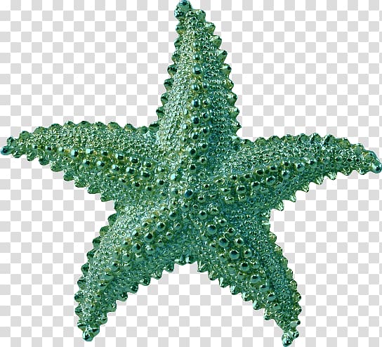 Starfish transparent background PNG clipart