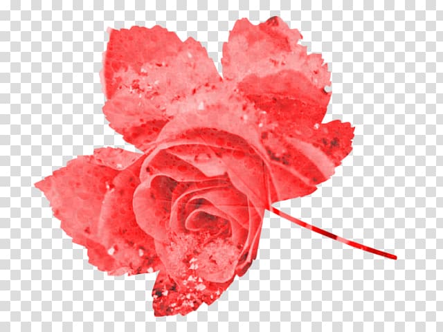 Garden roses Carnation Cut flowers Petal, fff transparent background PNG clipart