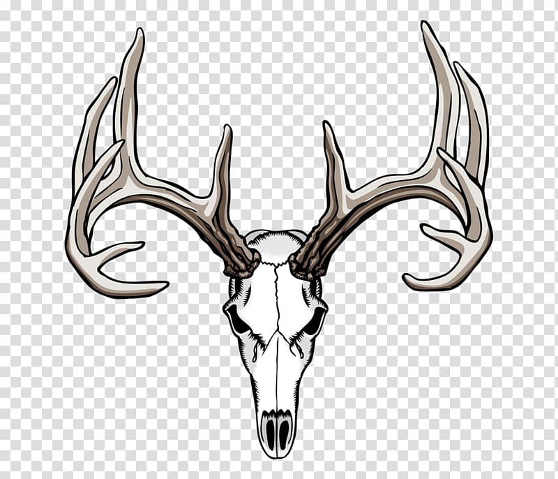 White-tailed deer Elk Antler , deer transparent background PNG clipart