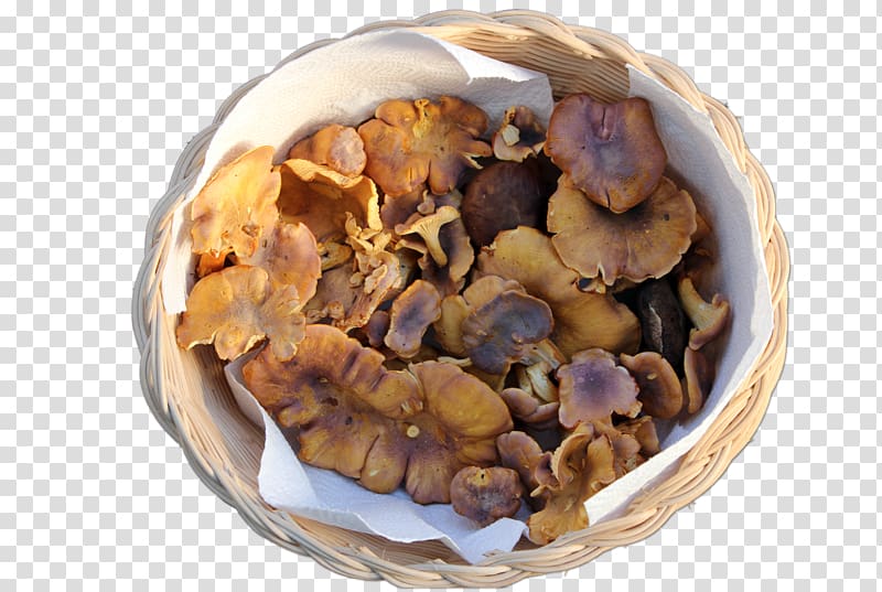 Ingredient Recipe, cantharellus cibarius transparent background PNG clipart