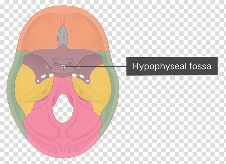 Anterior clinoid process Posterior clinoid processes Sphenoid bone Skull, skull transparent background PNG clipart