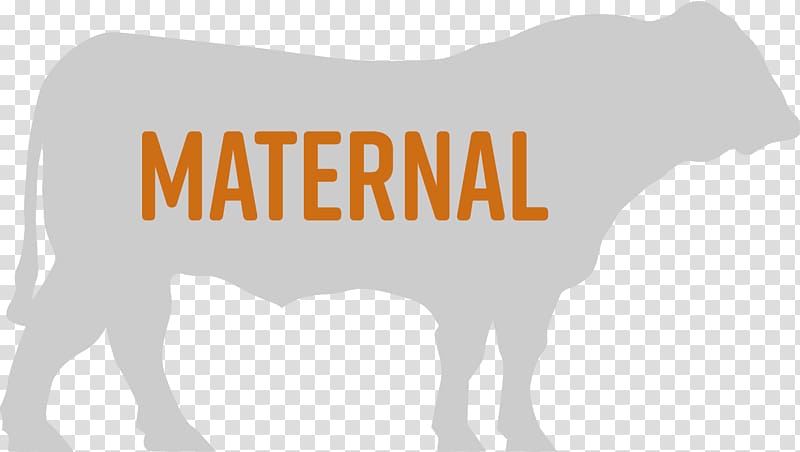 Cattle Calf Live Horse Bull, maternal transparent background PNG clipart