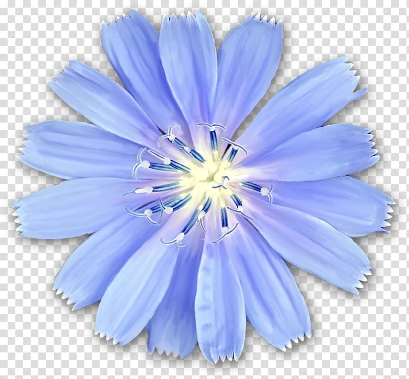 Chicory Flower Dolly Sods Wilderness Blue, flower transparent background PNG clipart