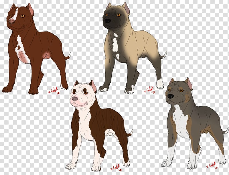 American Bully American Pit Bull Terrier American Bulldog, pitbull transparent background PNG clipart