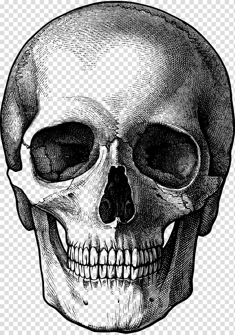 Drawing Skull Sketch, skull transparent background PNG clipart