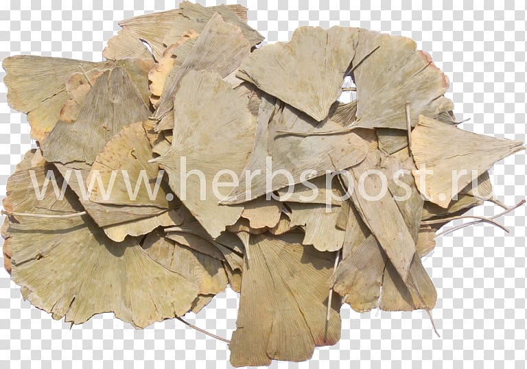 Ginkgo biloba Leaf Plant Extract Tincture, ginkgo-biloba transparent background PNG clipart