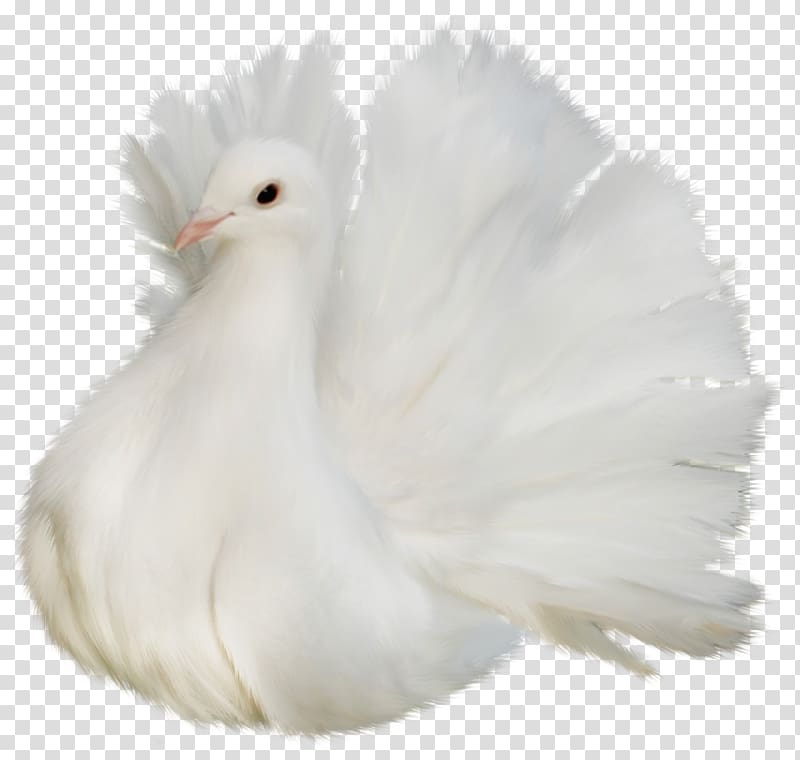 fancy pigeon , Columbidae Bird , White Beautiful Delicate Dove transparent background PNG clipart