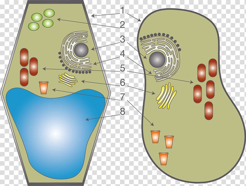 Plant cell Cèl·lula animal Anatomy Organelle, Ellen Page transparent background PNG clipart