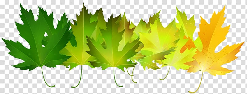 green, orange, and yellow maple leaves illustration, Autumn leaf color Green , Green Autumn Leaves transparent background PNG clipart