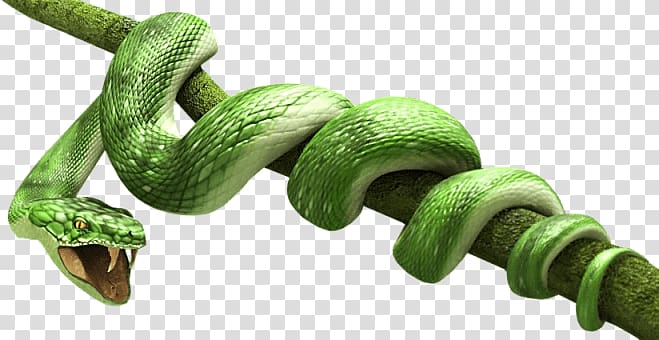 Green Snake transparent background PNG clipart