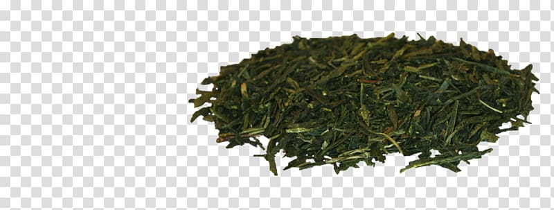 Nilgiri tea Gyokuro Leaf vegetable Tea plant, japanese tea transparent background PNG clipart