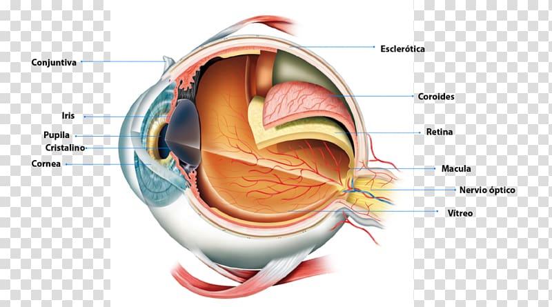 Human eye Anatomy Retina Pupil, Eye transparent background PNG clipart