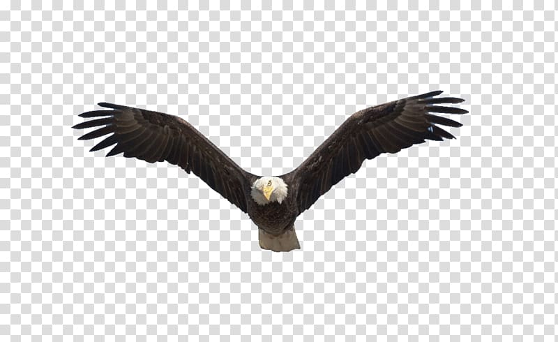 barn eagle, Benton Lake National Wildlife Refuge Bald Eagle Flight Bird, Flying eagle transparent background PNG clipart