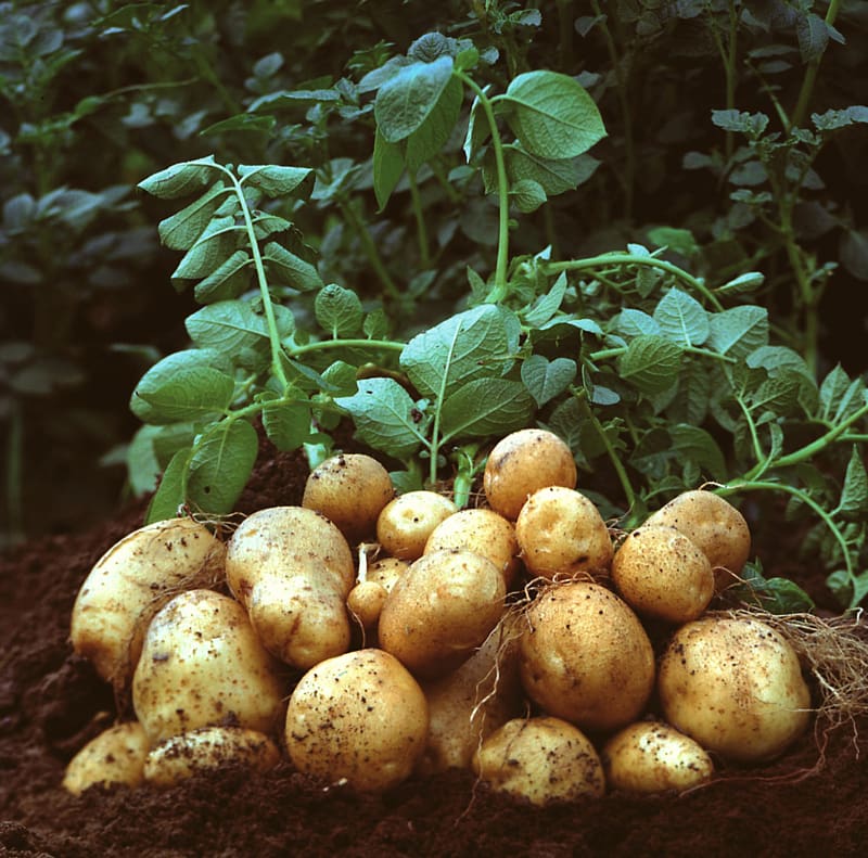 Mashed potato Garden Amflora Vegetable, potato transparent background PNG clipart