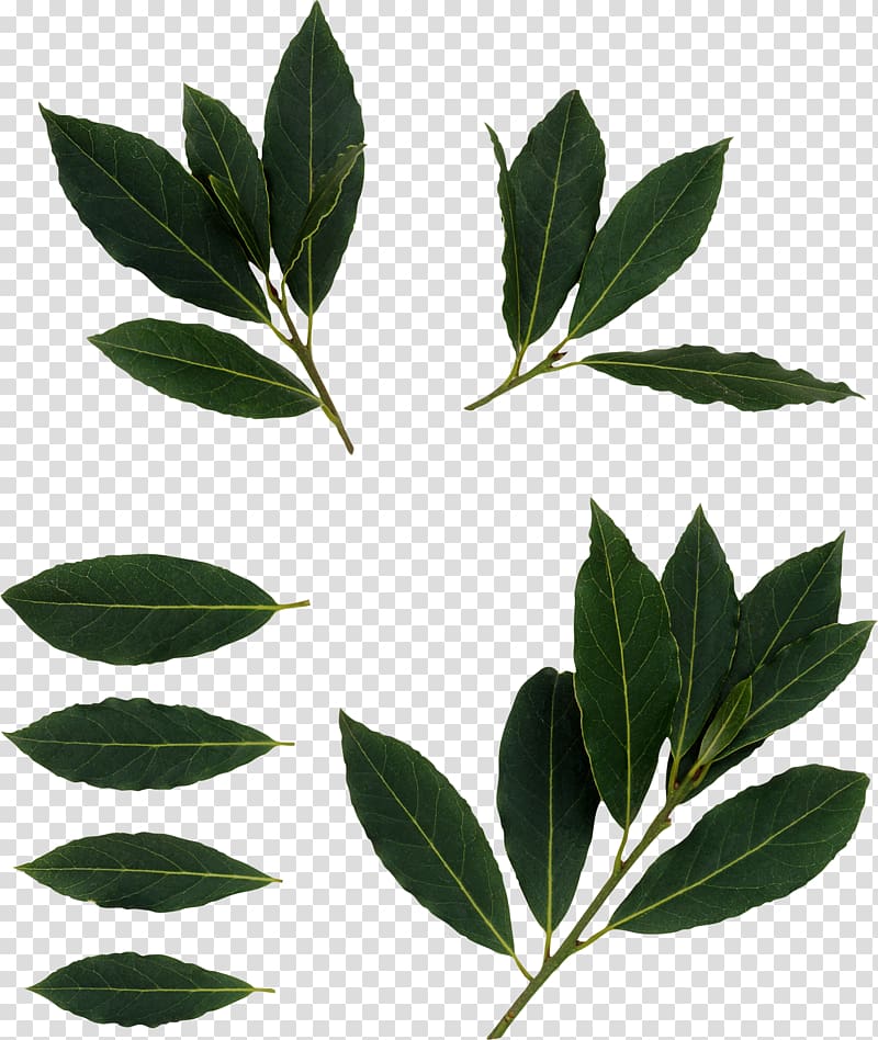 Bay Laurel Bay leaf Shrub Cherry laurel Mountain-laurel, BAY LEAVES transparent background PNG clipart