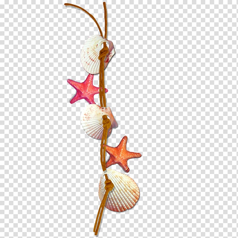 Seashell , Shells and starfish decoration rope transparent background PNG clipart