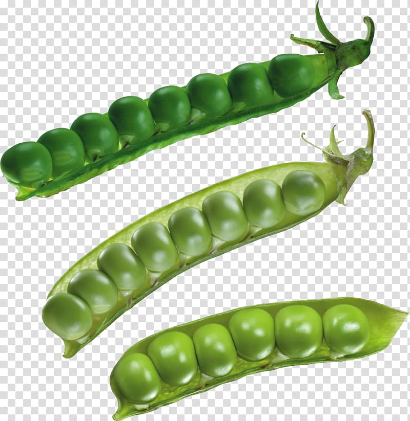 Pea transparent background PNG clipart