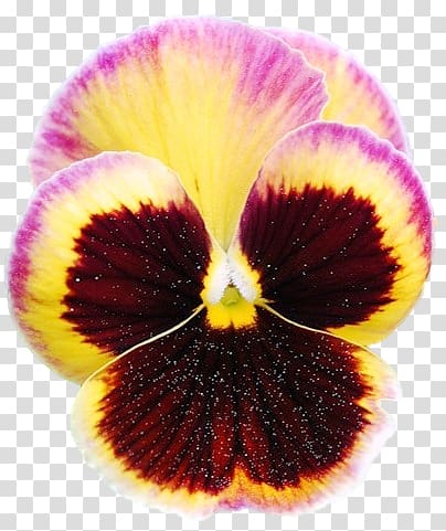 Pansy Close-up, others transparent background PNG clipart