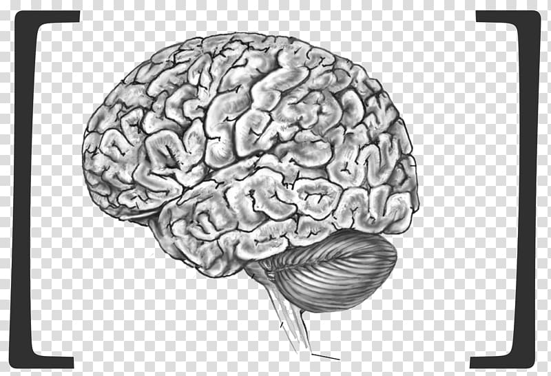 Human brain Blue Brain Project Human body Anatomy, Brain transparent background PNG clipart